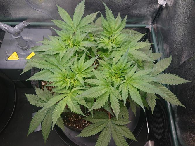 DP60. Week 7