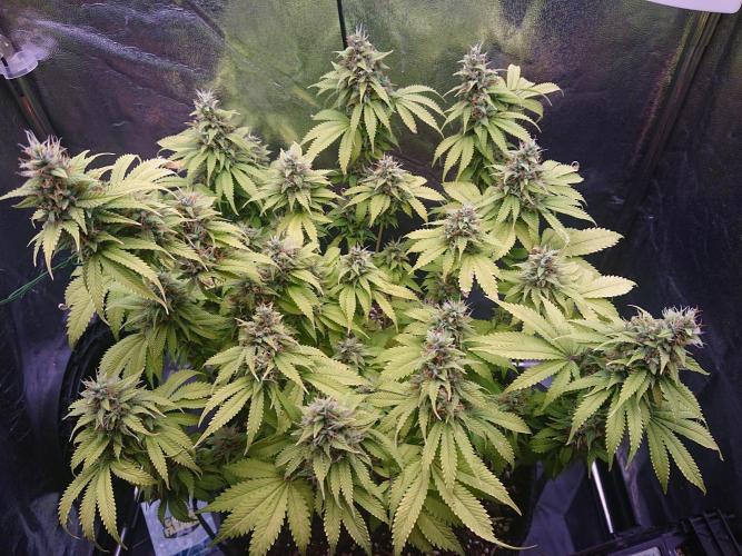 Strawberry Cake Auto. Week 12
