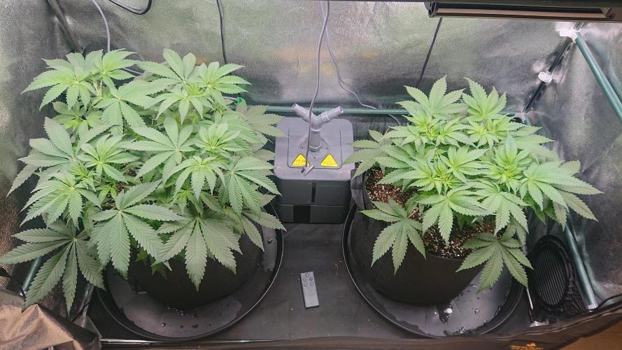 DP60. Week 7