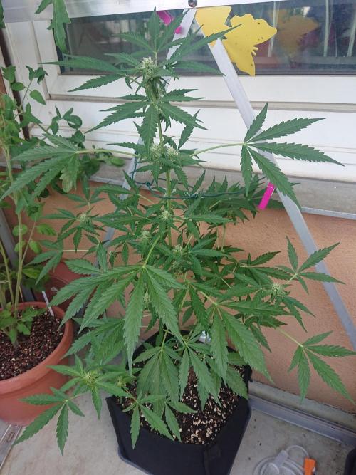 Bud Balkon. Week 7 - 47.Tag - 6.Juli 