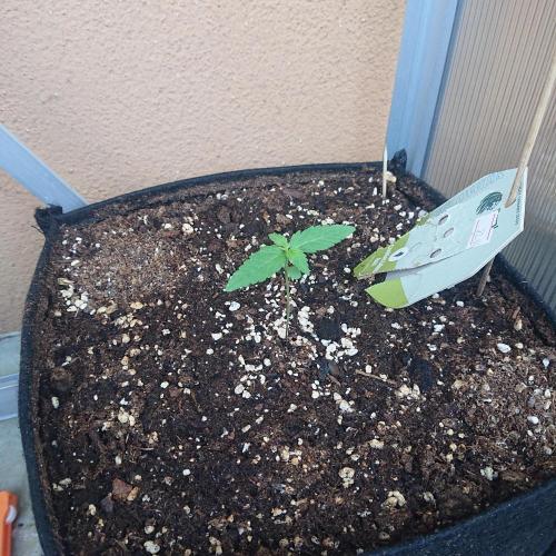 Bud Balkon 2/2. Week 2 - 8.Tag - 6.Juli 