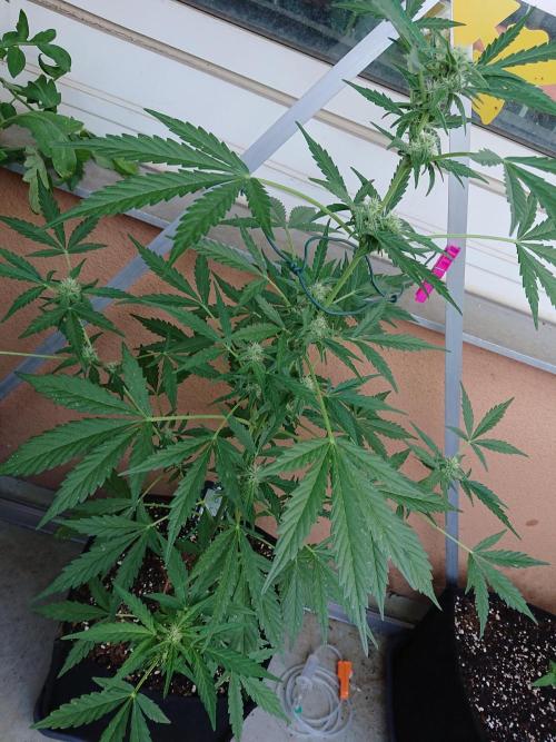 Bud Balkon. Week 7 - 48.Tag - 7.Juli 