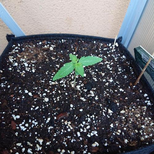 Bud Balkon 2/2. Week 2 - 9.Tag - 7.Juli 