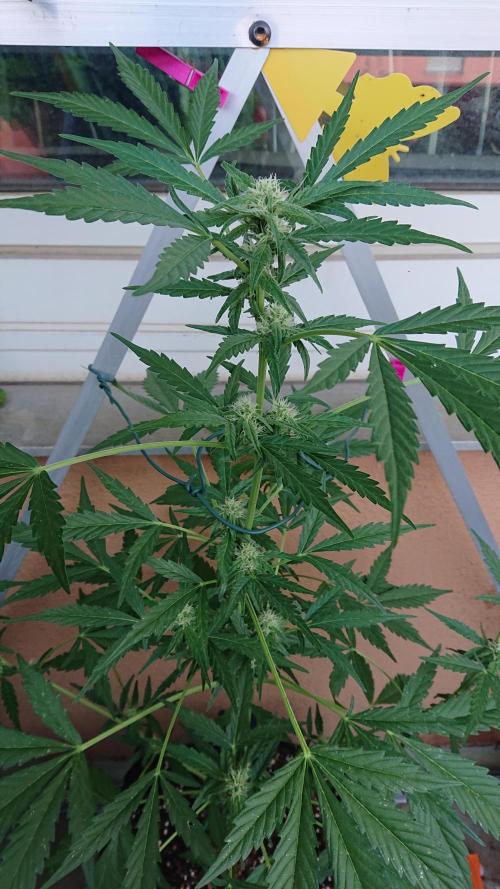 Bud Balkon. Week 7 - 48.Tag - 7.Juli 