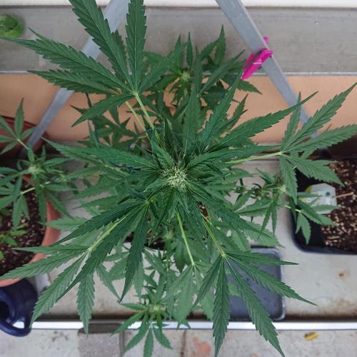 Bud Balkon. Week 7 - 49.Tag - 8.Juli 
