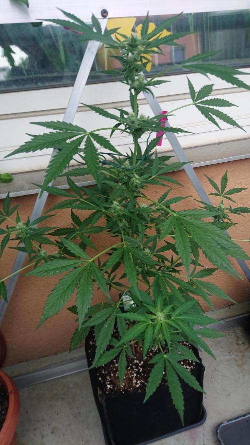 Bud Balkon. Week 7 - 49.Tag - 8.Juli 
