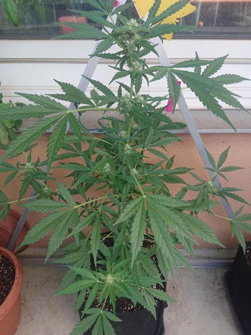 Bud Balkon. Week 8 - 50.Tag - 9.Juli 