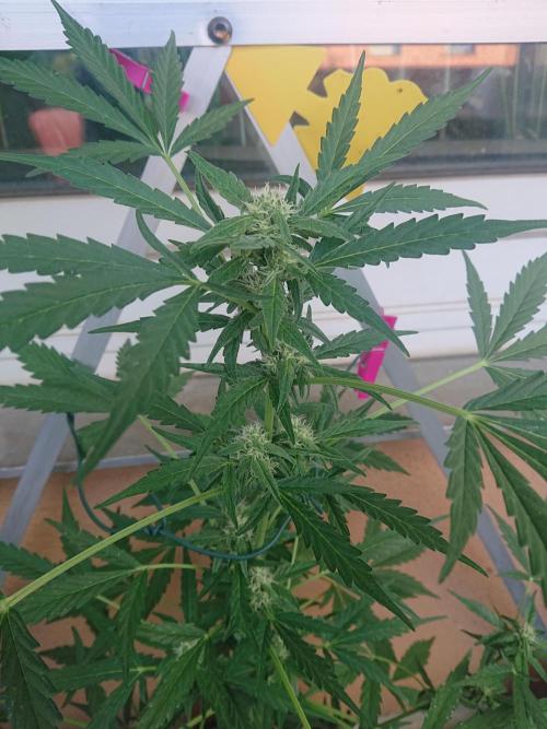 Bud Balkon. Week 8 - 50.Tag - 9.Juli 