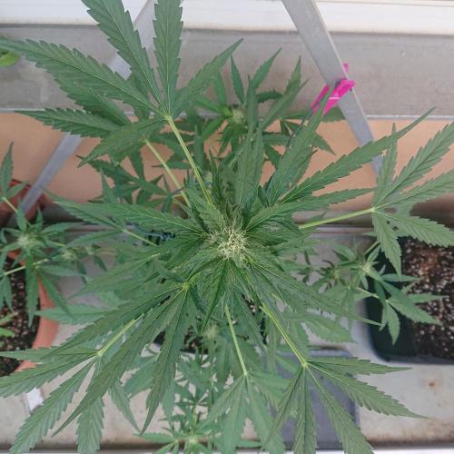 Bud Balkon. Week 8 - 50.Tag - 9.Juli 