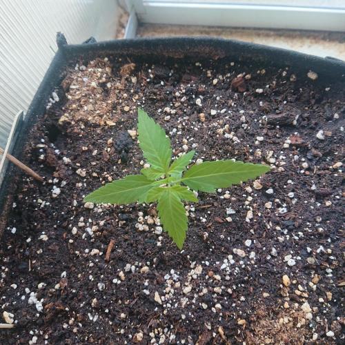 Bud Balkon 2/2. Week 2 - 11.Tag - 9.Juli 