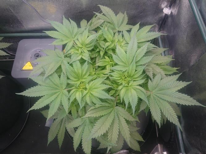 DP60. Week 8
