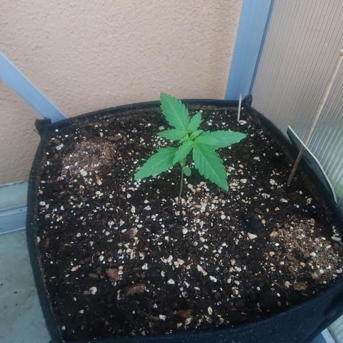 Bud Balkon 2/2. Week 2 - 12.Tag - 10.Juli 