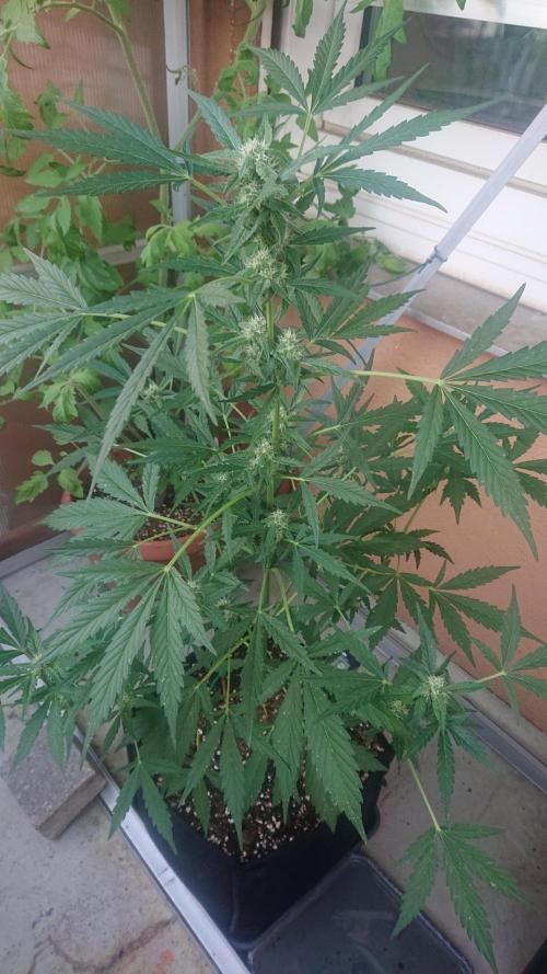 Bud Balkon. Week 8 - 51.Tag - 10.Juli 
