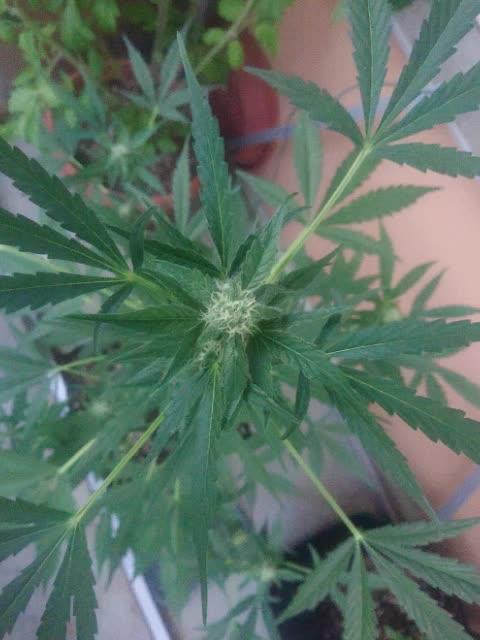 Bud Balkon