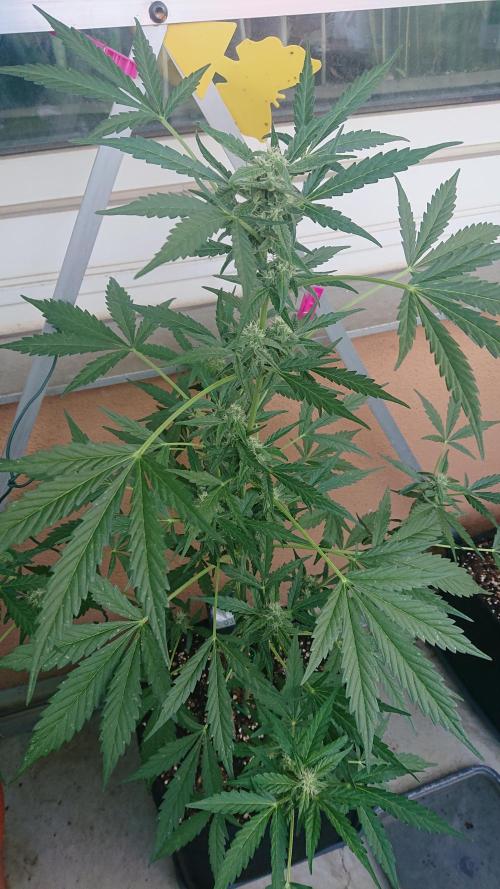 Bud Balkon. Week 8 - 52.Tag - 11.Juli 