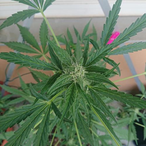 Bud Balkon. Week 8 - 52.Tag - 11.Juli 