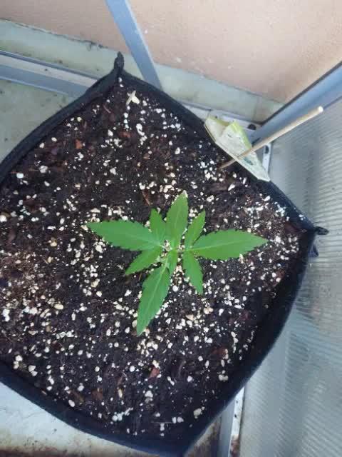 Bud Balkon 2/2
