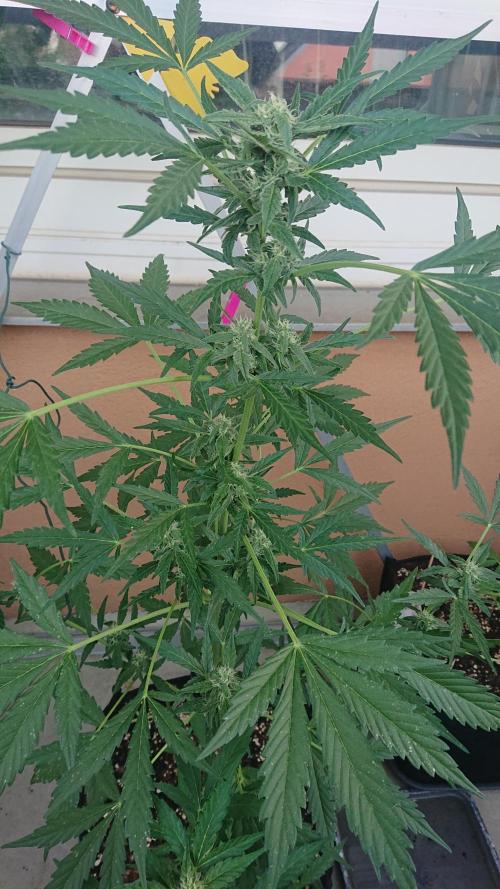 Bud Balkon. Week 8 - 53.Tag - 12.Juli