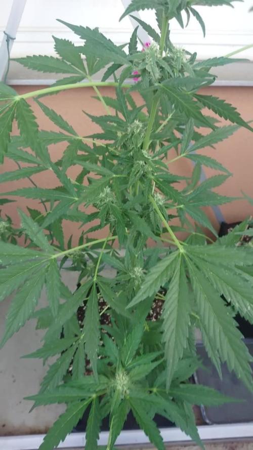 Bud Balkon
