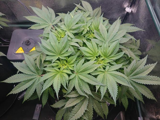 DP60. Week 8