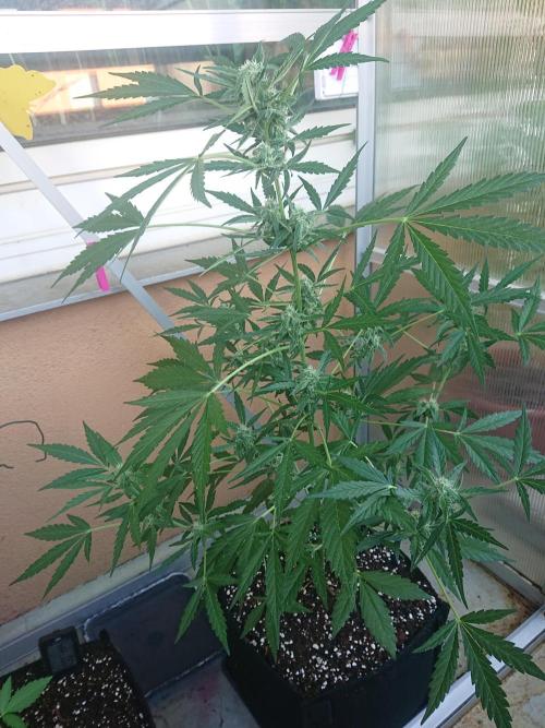 Light-Mix. Week 8