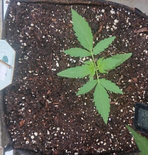 Cookies Gelato Automatic. Week 3