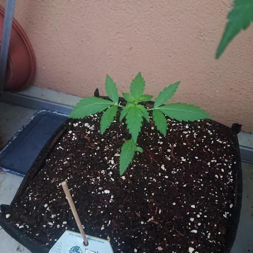 Cookies Gelato Automatic. Week 3
