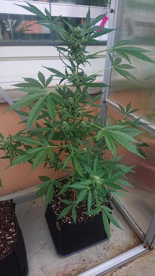 Bud Balkon. Week 8 - 55.Tag - 14.Juli 