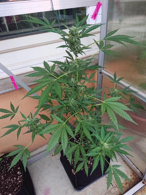 Bud Balkon. Week 8 - 56.Tag - 15.Juli