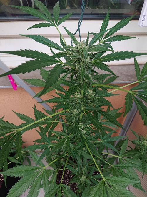 Light-Mix. Week 8