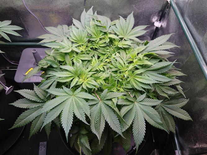 DP60. Week 9