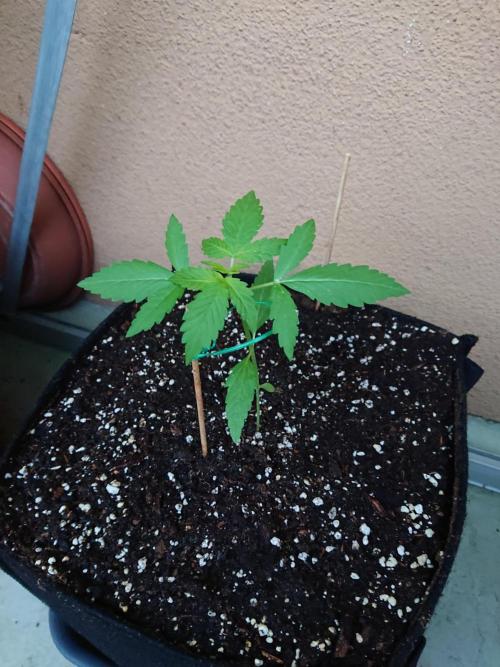 Cookies Gelato Automatic. Week 3