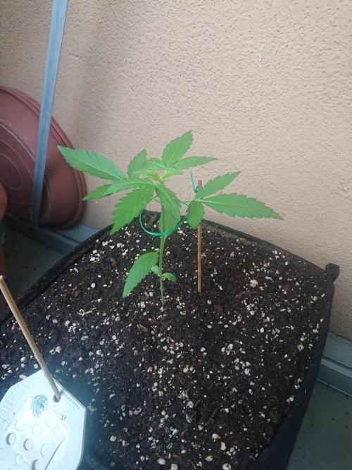 Cookies Gelato Automatic. Week 3