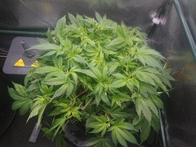 DP60. Week 9