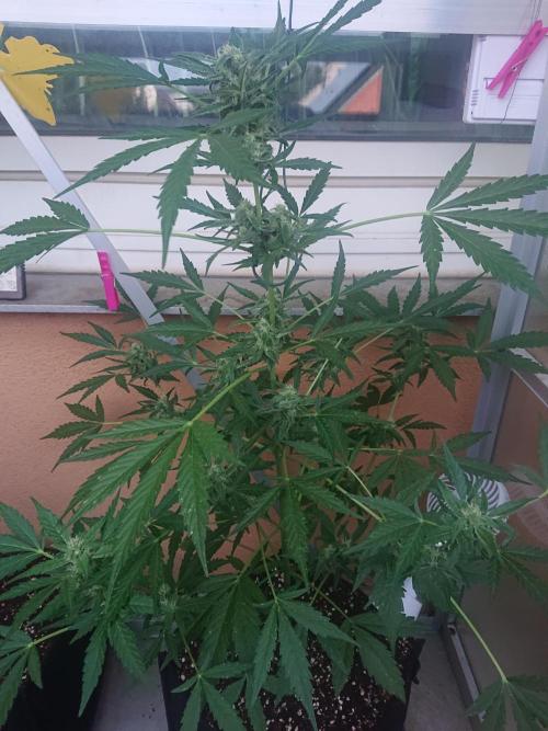 Light-Mix. Week 9
