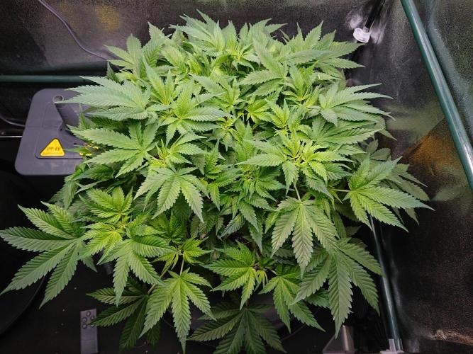 DP60. Week 9