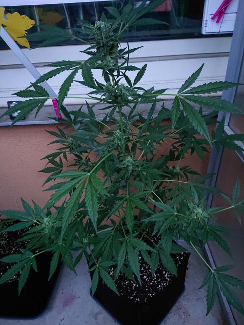 Bud Balkon. Week 9 - 58.Tag - 17.Juli 