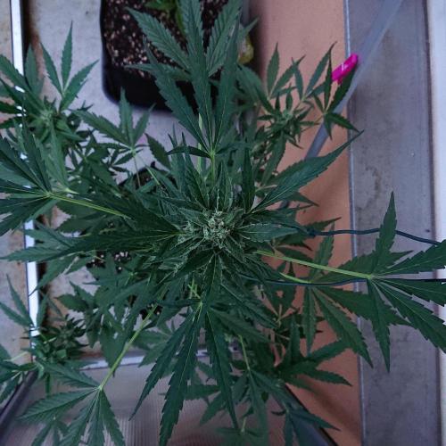Bud Balkon. Week 9 - 58.Tag - 17.Juli 