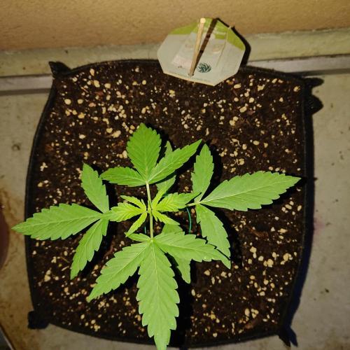 Bud Balkon 2/2. Week 3 - 19.Tag - 17.Juli 🌙 