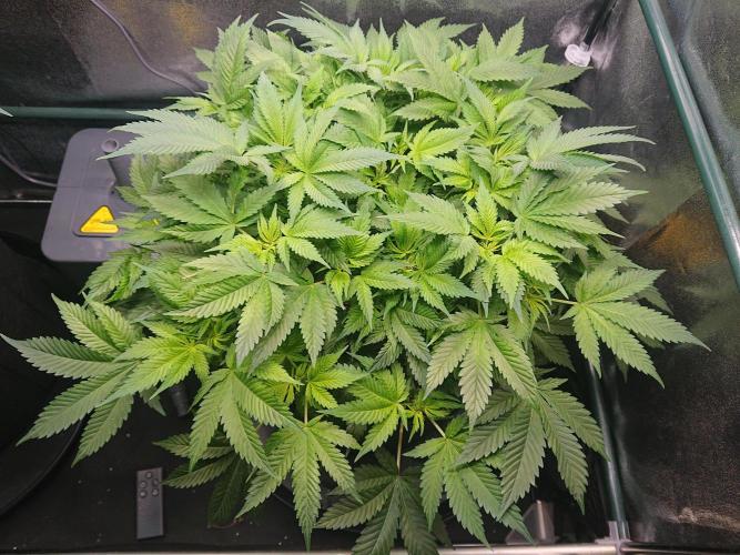 DP60. Week 9