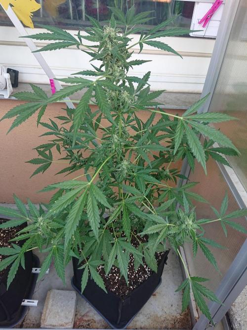 Bud Balkon. Week 9 - 59.Tag - 18.Juli 