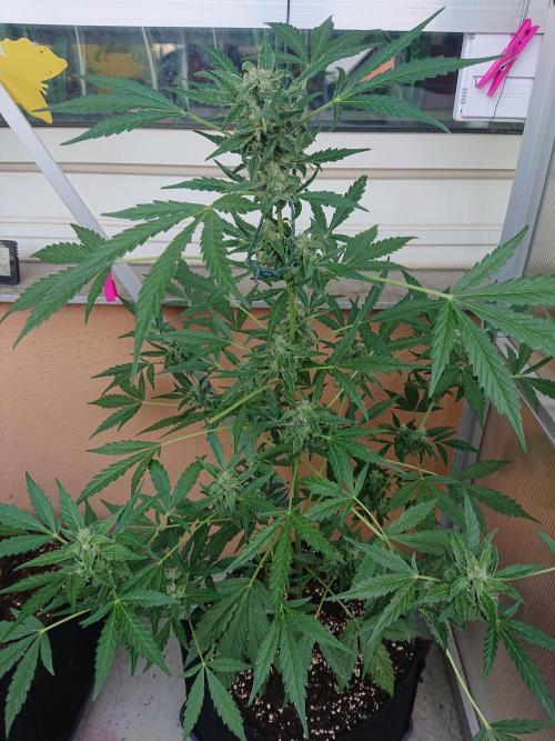 Bud Balkon. Week 9 - 60.Tag - 19.Juli 