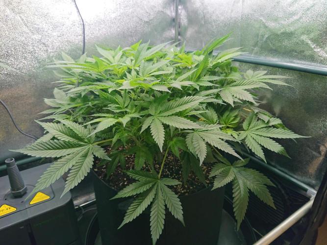 DP60. Week 9