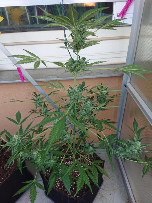 Bud Balkon. Week 9 - 61.Tag - 20.Juli 