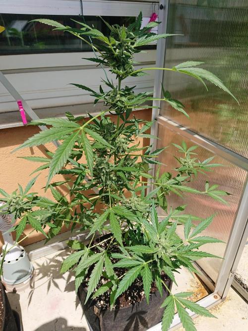 Bud Balkon. Week 9 - 63.Tag - 22.Juli 