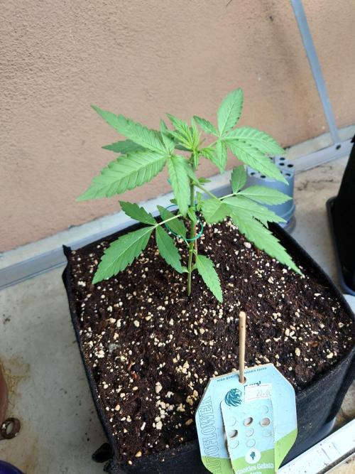 Bud Balkon 2/2. Week 4 - 24.Tag - 22.Juli 