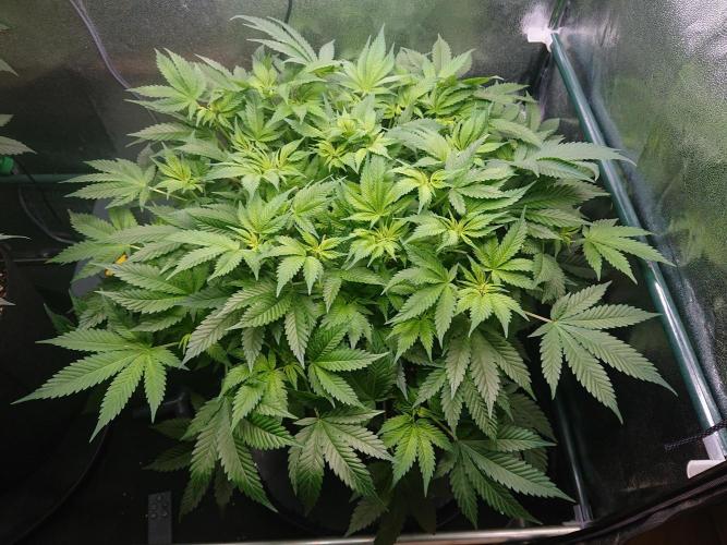 DP60. Week 10