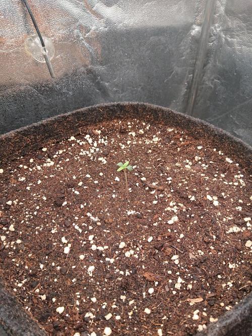 Northern Lights Auto. Week 1