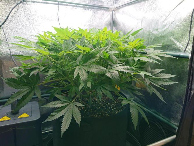 DP60. Week 10