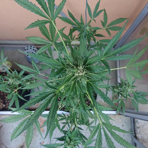 Bud Balkon. Week 10 - 65.Tag - 24.Juli 